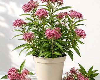 2 Pink Milkweed Plants Live for Planting, Perennial Pink Flower Plant, Asclepias Milkweed Tree in Garden, 4-8 Inch Tall, No Pot