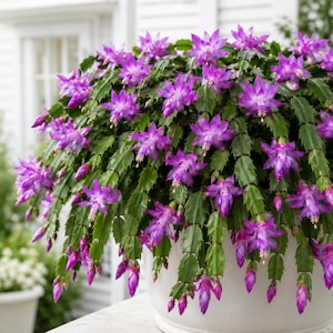 May include: A vibrant Schlumbergera plant, commonly known as a Christmas cactus, featuring numerous bright purple-pink flowers and segmented green stems. The plant is potted in a smooth, white ceramic container, displaying a dense, cascading growth.
