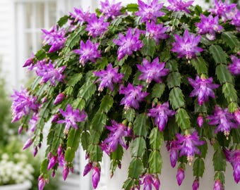 Set 4 Purple Christmas Cactus Thanksgiving Cactus Plants, Holiday Tropical Cactus Live Plants in Home Garden Planting, 4-8 Inch Tall, No Pot