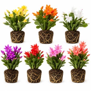 May include: A collection of seven Schlumbergera plants, commonly known as Christmas cacti, each featuring vibrant blooms in yellow, orange, white, purple, red, pink, and coral. The plants have exposed root balls and green segmented stems.