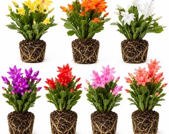 Set 4 Random Christmas Cactus Thanksgiving Cactus Plants, Holiday Tropical Cactus Live Plants in Home Garden Planting, 4-8 Inch Tall, No Pot