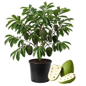 May include: A soursop plant in a black pot, showcasing large green leaves and several green, spiky fruits. Two soursop fruits are cut open, revealing white flesh and black seeds. The plant is set against a white background.