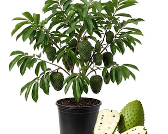 Soursop Plant Live for Planting, Sweet Soursop Plant, Annona Muricata Giant Soursop Fruit Tree Plant, 5-9 Inc Tall, No Pot
