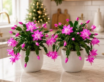 Set 4 Pink Christmas Cactus Thanksgiving Cactus Plants, Holiday Tropical Cactus Live Plants in Home Garden Planting, 4-8 Inch Tall, No Pot