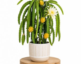 Yellow Dragon Fruit Live Plant, Yellow Pitaya Plant Starter for Patio, Container and Tropical Garden Growing, 3-6 Inch Tall, No Pot