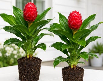 Set 2 Shampoo Ginger Plants for Planting, Zingiber Zerumbet, Red Shampoo Ginger, Red Ginger Lily, Outdoor Growing, 4-8 Inch Tall, No Pot