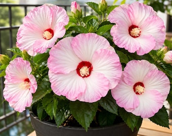 Hibiscus Luna Pink Swirl Plant Live for Planting, Pink Swirl Hardy Hibiscus Plant in Home Garden, 4-8 Inch Tall, No Pot, No Ship TX