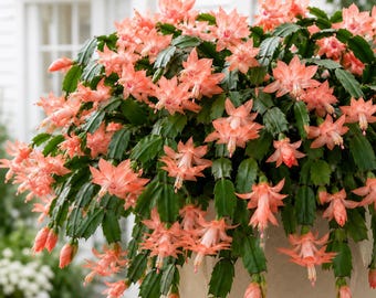 Set 4 Salmon Christmas Cactus Thanksgiving Cactus Plants, Holiday Tropical Cactus Live Plants in Home Garden Planting, 4-8 Inch Tall, No Pot