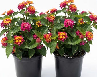 Set of 2 Lantana Anne Marie Live Plants 4-6 Inch, Soft Pink-Yellow Blooms, Long Blooming Tropical Flowers for Patio and Garden