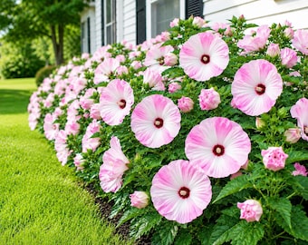 Set 2 Hibiscus Luna Pink Swirl Plants Live for Planting, Pink Swirl Hardy Hibiscus Plant in Home Garden, 4-8 Inch Tall, No Pot, No Ship TX