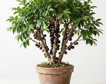 Jaboticaba Tree Plant Live for Planting, Sweet Jaboticaba 1 Feet Starter, Tropical Fruit Tree for Patio and Garden