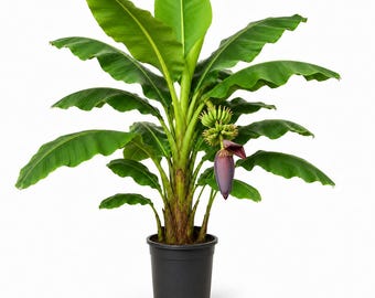 Musa Basjoo Banana Live Plant, 4-6 Inch Tall Hardy Japanese Banana Starter for Tropical Garden, Patio or Container Growing