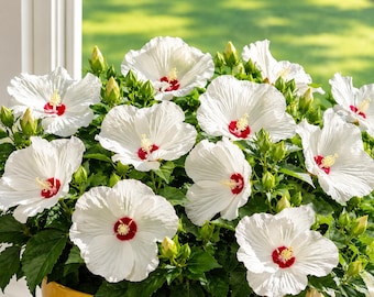 Hibiscus Luna White Plant Live for Planting, Hardy Hibiscus Plant in Home Garden, 4-8 Inch Tall, No Pot, No Ship TX