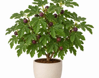 Celeste Fig Live Plant, 4-6 Inch Tall Sweet Fig Tree Starter for Patio, Container Garden and Home Orchard Growing, No Pot