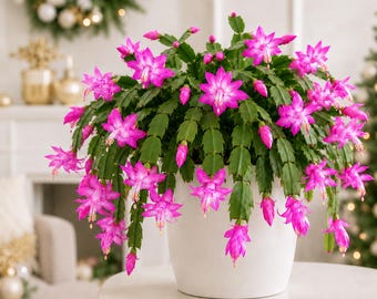 Set 2 Pink Christmas Cactus Thanksgiving Cactus Plants, Holiday Tropical Cactus Live Plants in Home Garden Planting, 4-8 Inch Tall, No Pot