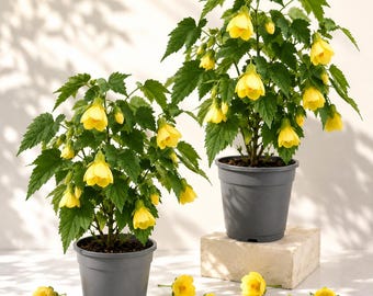 Set 2 Yellow Abutilon Plants Live for Planting, Abutilon Lantern Trailing Hanging Flower Vine in Home Garden, 4-6 Inch Tall, No Pot