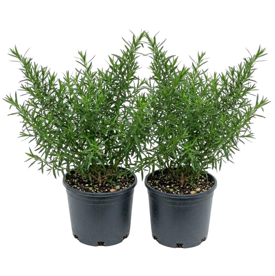 olivenbaum knorriger stamm kaufen Olivenbaum  Olea europaea 'Tusco' (Classico)  Blupf by Kitzinger