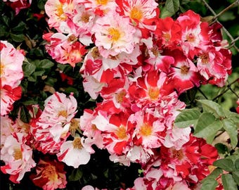 Fourth of July White Red Climbing Rose Plant Live, Heirloom Roses Climbing Rose Plant for Planting Outdoors, 4-6 Inch Tall, No Pot