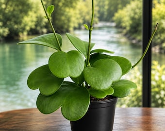 Sweetheart Hoya Plant Live for Planting, Heart Leaf Hoya, Succulent in Home Garden, 4-8 Inch Tall, No Pot