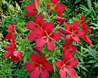 Set 2 Red Texas Star Hibiscus Plants Live for Planting, Red Flower Hardy Hibiscus Plant in Home Garden, 4-8 Inch Tall, No Pot, No Ship TX
