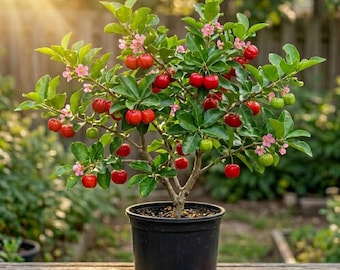 Live Barbados Cherry Tree 4-6 Inch Tall, Sweet Tropical Fruit Plant for Patio and Garden Growing