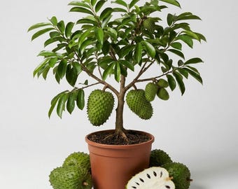 Soursop Plant Live for Planting, Sweet Soursop Plant, Annona Muricata Giant Soursop Fruit Tree Plant, 5-9 Inc Tall, No Pot