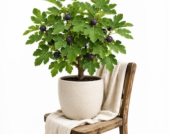 Black Mission Fig Live Plant, 4-6 Inch Tall Sweet Fig Tree Starter for Patio, Container Garden and Home Orchard Growing, No Pot