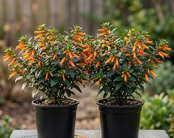 Set 2 Cuphea Live Plants 4-6 Inch Tall, Vibrant Orange Red Blooming Plants for Patio and Garden