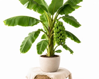 Set 2 Double Mahoi Banana Trees 4-6 Inches Tall, Live Tropical Banana Plants, Fast Growing Garden Starter
