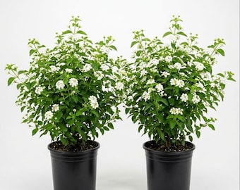 Set 2 Lantana White Plants Live for Planting, Perennial Flowering Lantana Well Rooted, Outdoor Growing, 4-6 Inch Tall, No Pot