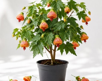Orange Abutilon Plant Live for Planting, Abutilon Lantern Trailing Hanging Flower Vine in Home Garden, 4-6 Inch Tall, No Pot