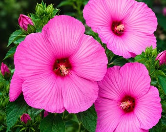 Set 2 Hibiscus Luna Rose Plants Live for Planting, Pink Hardy Hibiscus Plant in Home Garden, 4-8 Inch Tall, No Pot, No Ship TX