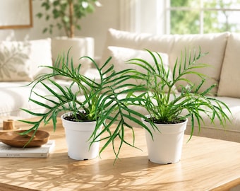 Set 2 Tortum Philodendron Plants Live for Planting, Philodendron Tree, House Plant for Home Garden Growing, 4-8 Inch Tall, No Pot