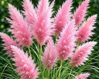 Pink Pampas Grass Plant Live for Planting, Pink Cortaderia Pampas Grass Live Plant, Perennial Grasses in Home Garden, 4-8 Inch Tall, No Pot