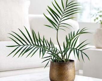 Tortum Philodendron Plant Live for Planting, Philodendron Tree, House Plant for Living Room, Home Garden Growing, 4-8 Inch Tall, No Pot