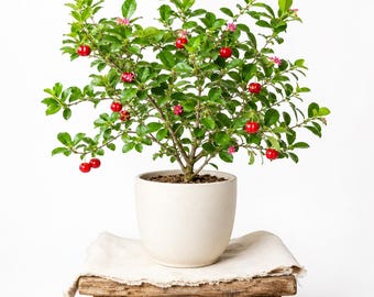 Live Barbados Cherry Plant 4-6 Inches Tall, Acerola Cherry Tree Seedling, Tropical Fruit Plant for Container and Home Gardens