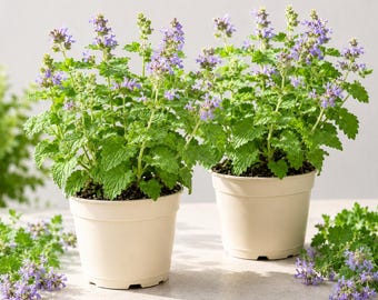 Set 2 Catnip Plants Live for Planting, Herb Catnip Plant Perennial, Outdoor Indoor Garden, 4-8 Inch Tall. No Pot