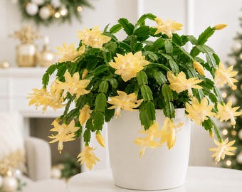 Set 2 Yellow Christmas Cactus Thanksgiving Cactus Plants, Holiday Tropical Cactus Live Plants in Home Garden Planting, 4-8 Inch Tall, No Pot