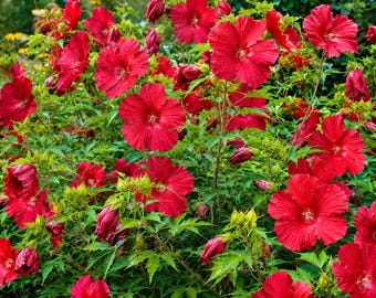 Set 2 Hibiscus Lord Baltimore Plants Live for Planting, Red Flower Hardy Hibiscus Plant in Home Garden, 4-8 Inch Tall, No Pot, No Ship TX
