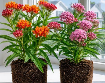 Set 2 Mix Tropical Milkweed Plants Live for Planting, Asclepias Milkweed Tree, Perennial Flower Plant in Home Garden, 4-8 Inch Tall, No Pot