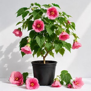 May include: A potted Abutilon plant featuring vibrant pink, bell-shaped flowers with prominent yellow centers and dark green, serrated leaves. The plant is housed in a simple black plastic container, with several loose pink blossoms scattered.