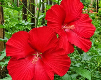 Hibiscus Lord Baltimore Plant Live for Planting, Red Flower Hardy Hibiscus Plant in Home Garden, 4-8 Inch Tall, No Pot, No Ship TX
