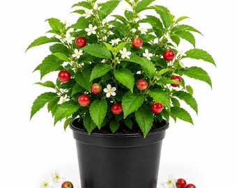 Red Strawberry Jamaican Cherry Tree Plant 4-6 Inches Tall, Tropical Fruit Plant, Live Garden Starter for Outdoor Growing