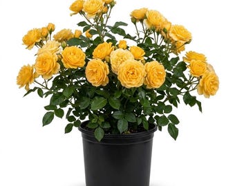 Julia Child Rose Plant Live, Heirloom Roses Floribunda Roses, Yellow Bush Rose Plant for Outdoor Garden, 4-6 Inch Tall, No Pot