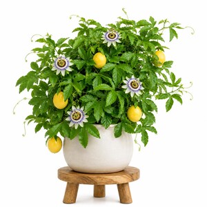 May include: A passion flower plant with vibrant green leaves, several yellow round fruits, and intricate white and purple flowers. The plant is potted in a smooth, off-white ceramic bowl that rests on a small, round, three-legged wooden stool.
