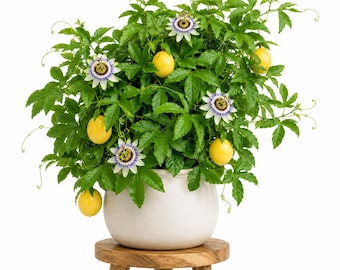 Yellow Passion Fruit Live Plant, Passionflower Vine Starter for Patio, Container and Tropical Garden Growing, 4-6 Inch Tall, No Pot