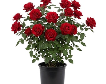 Don Juan Plant Live for Planting, Red Don Juan Rose Plants, Roses Bushes Tree, Fragrant and Well-Rooted, 4-6 Inc Tall, No Pot