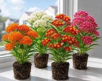 Set 4 Mix Tropical Milkweed Plants Live for Planting, Asclepias Milkweed Tree, Perennial Flower Plant in Home Garden, 4-8 Inch Tall, No Pot