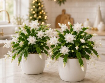 Set 4 White Christmas Cactus Thanksgiving Cactus Plants, Holiday Tropical Cactus Live Plants in Home Garden Planting, 4-8 Inch Tall, No Pot