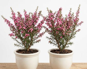 Set 2 New Zealand Tea Manuka Plants Live for Planting, Pink Leptospermum Tree Live Plant Manuka Tea Tree, 4-6 IncTall, No Pot